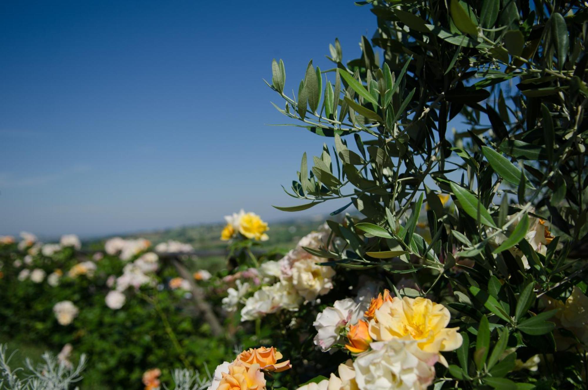 Agriturismo Al Crepuscolo Villa Recanati Exterior photo